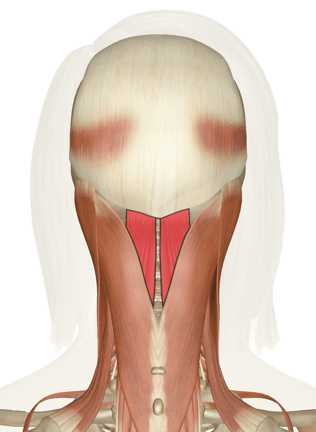 Semispinalis Capitis Muscle Diagram