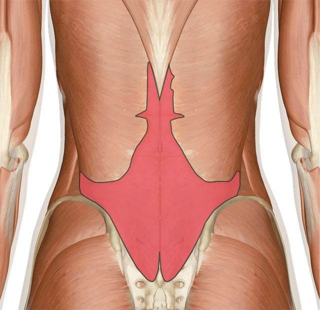 Thoracolumbar Fascia Muscle Diagram